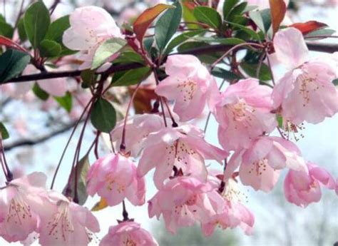 櫻花樹 種植 貓屬陰